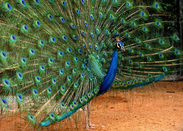 Guindy National Park