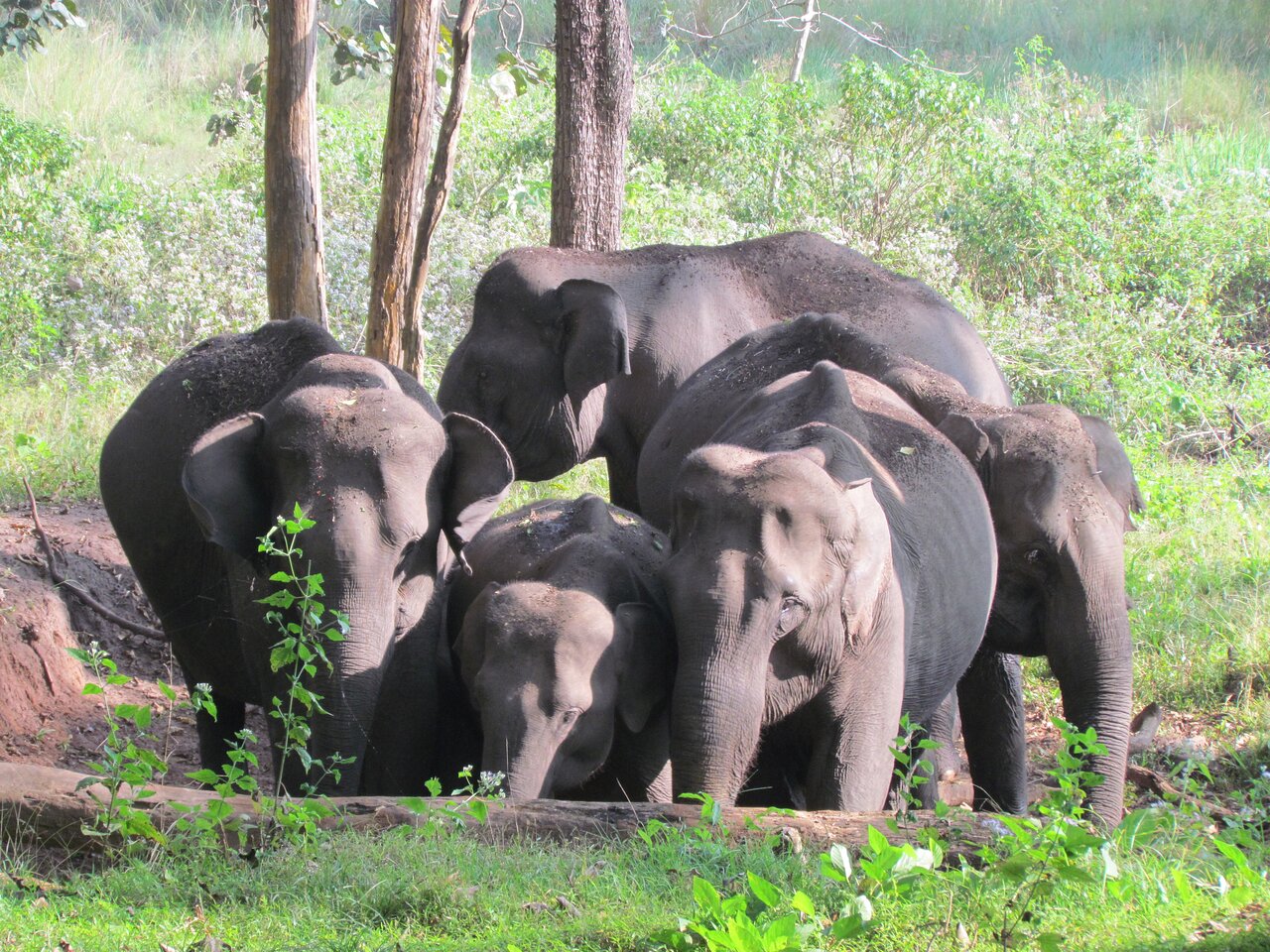 Nagarhole National Park