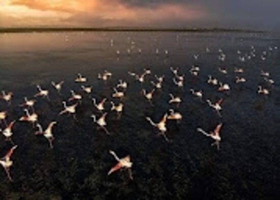 Nelapattu Bird Sanctuary