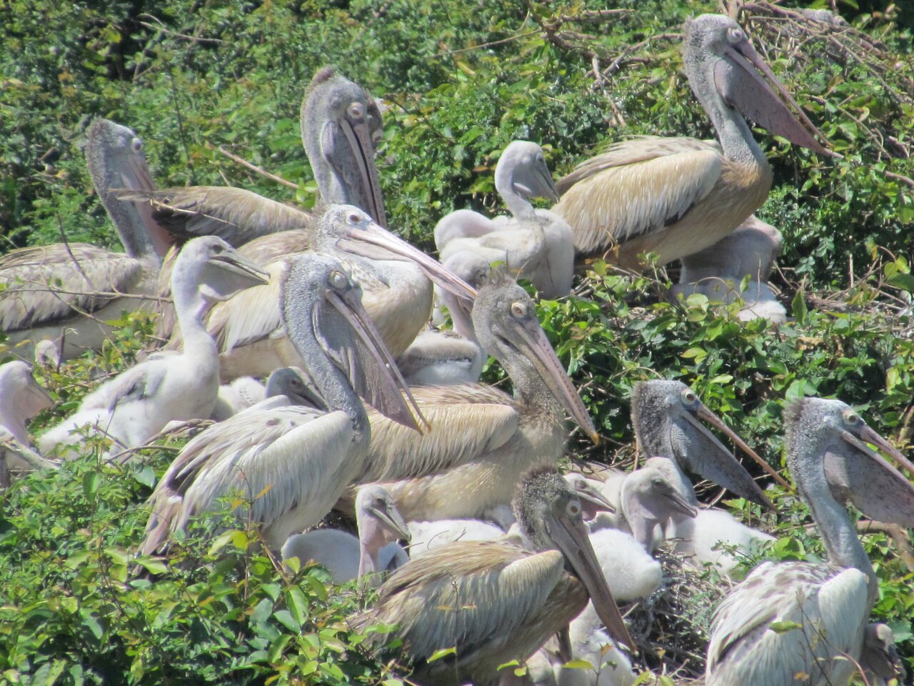 Nellapattu Bird Sanctuary