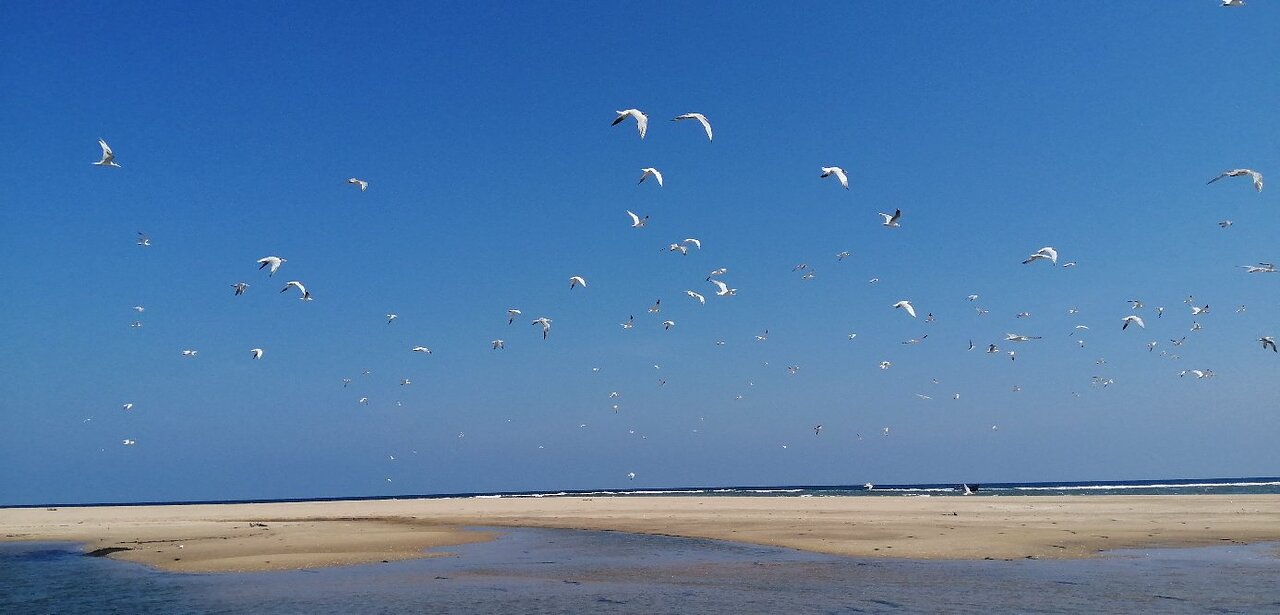 Pulicat Lake