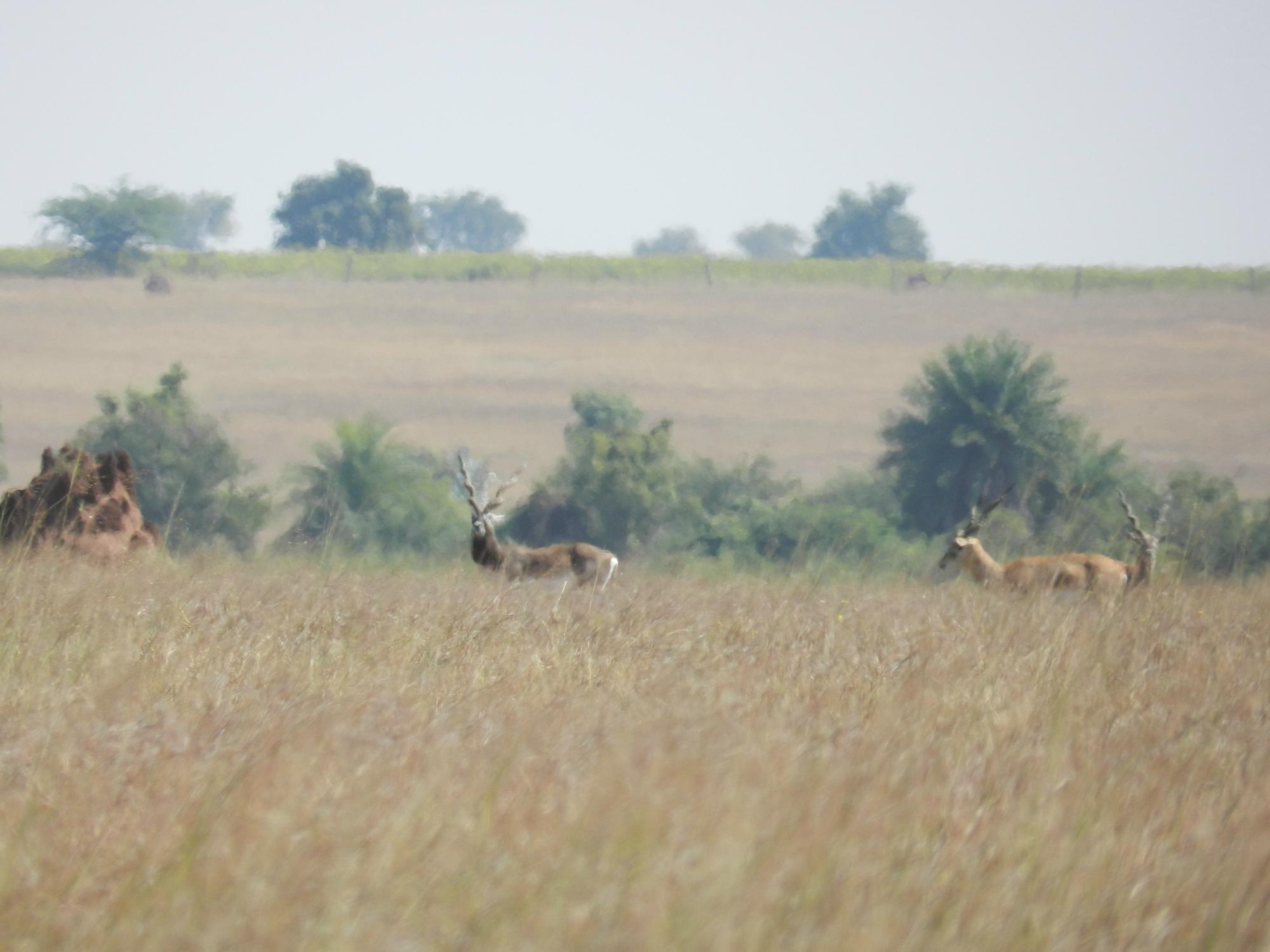 Rollapadu Wildlife Sanctuary