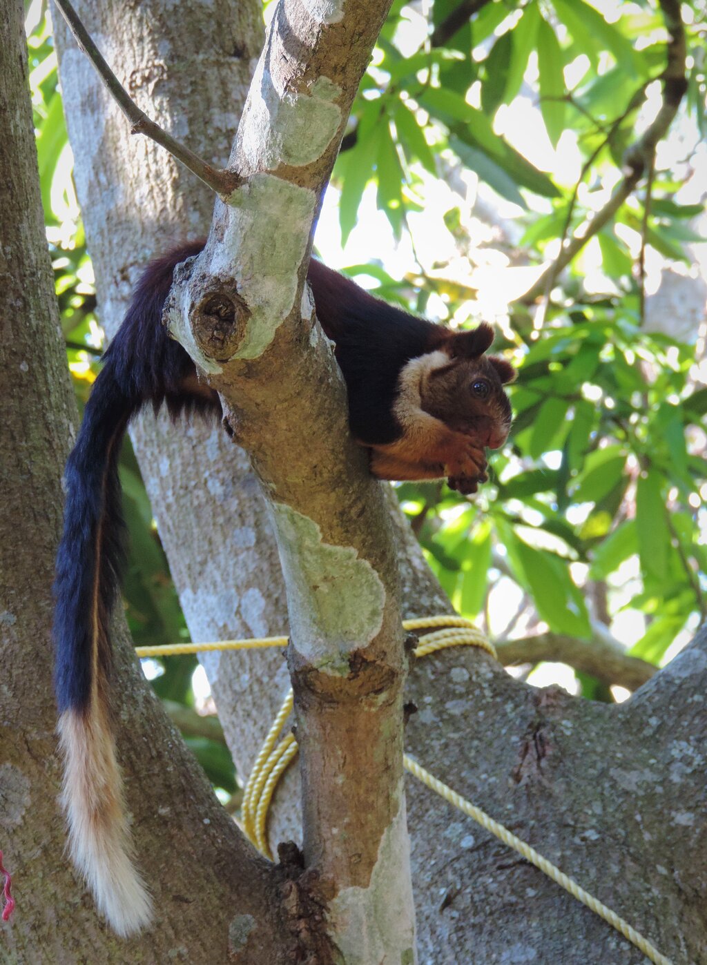 Sri Venkateswara Wildlife Sanctuary