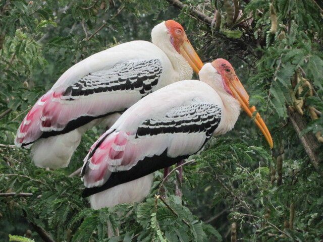 Telineelapuram Bird Sanctuary