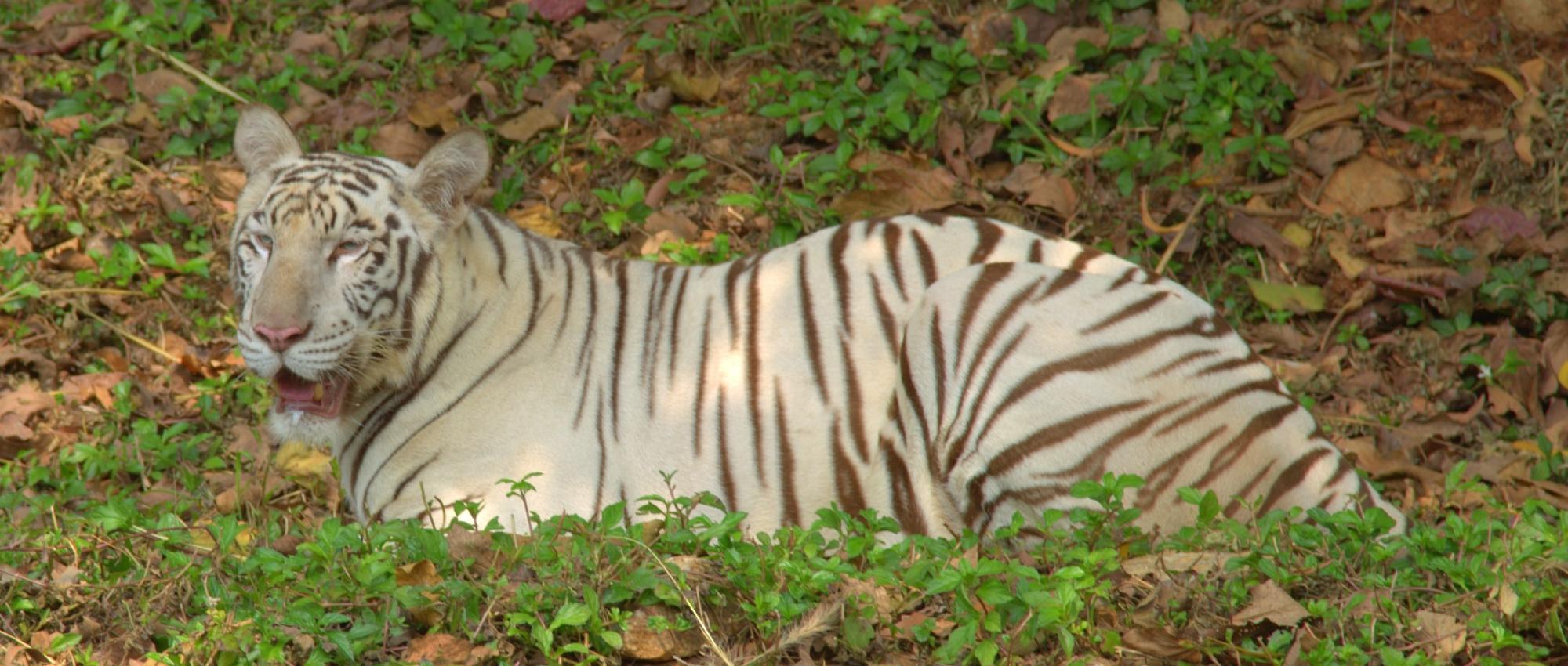 Vizag Zoo