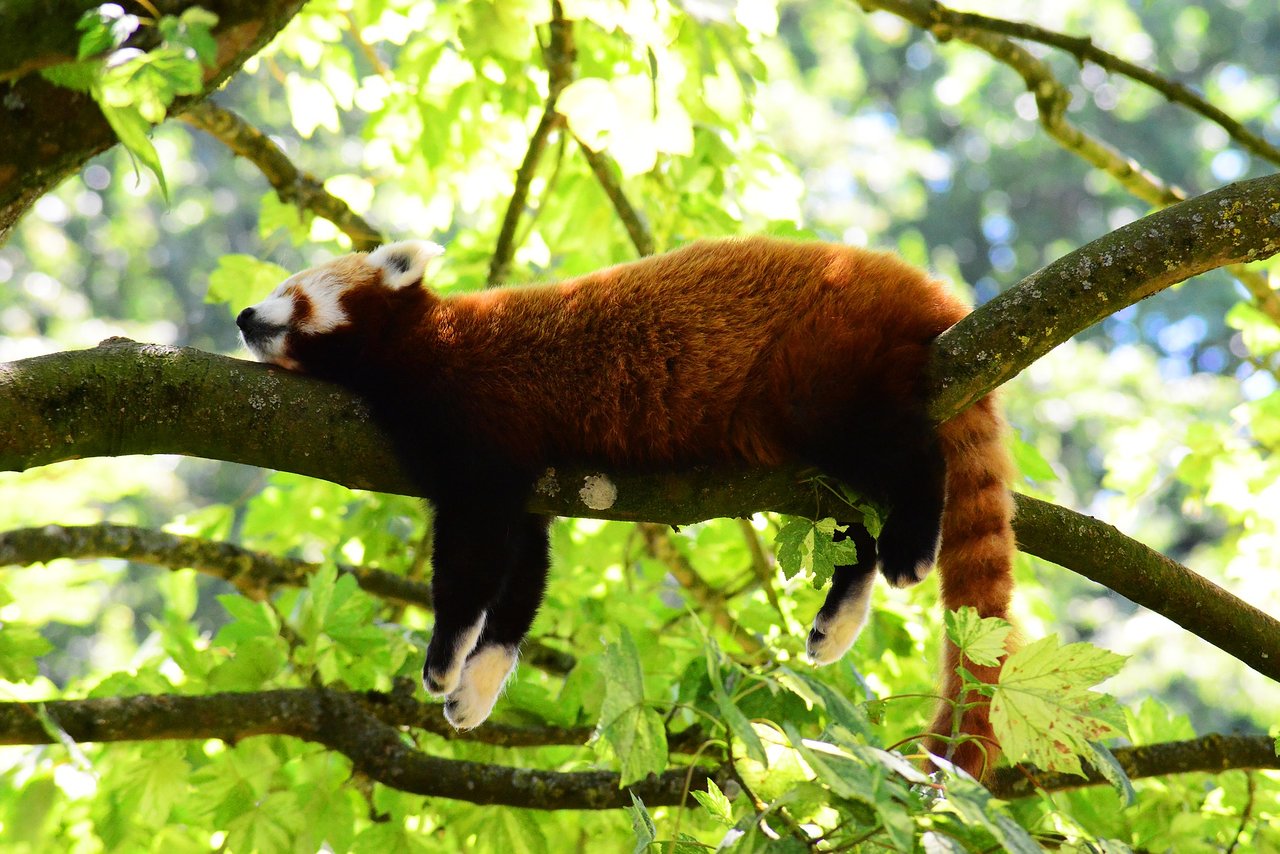 Khangchendzonga National Park