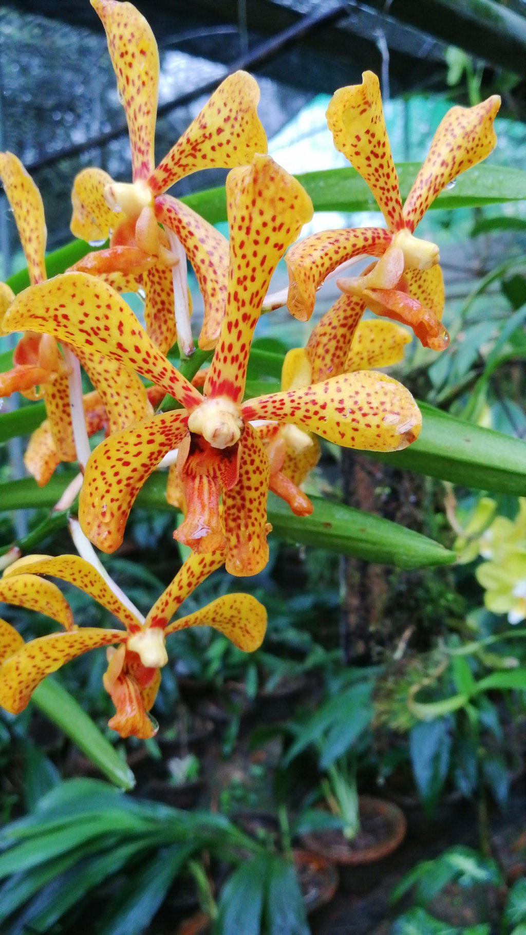 Biodiversity Park, Assam