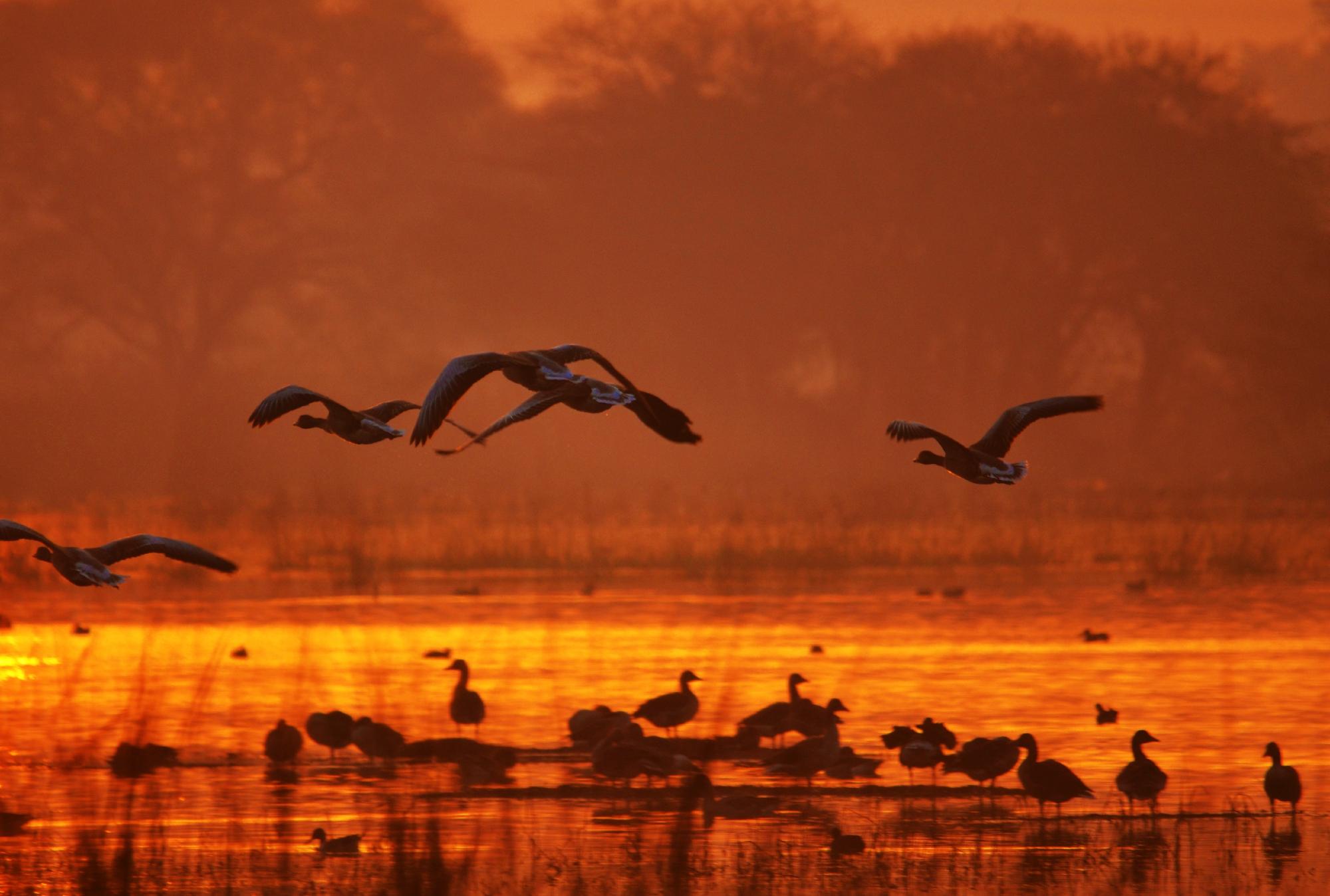 Sultanpur Bird Sanctuary