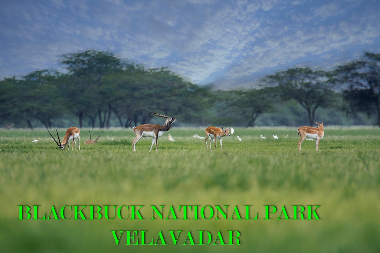 Blackbuck National Park