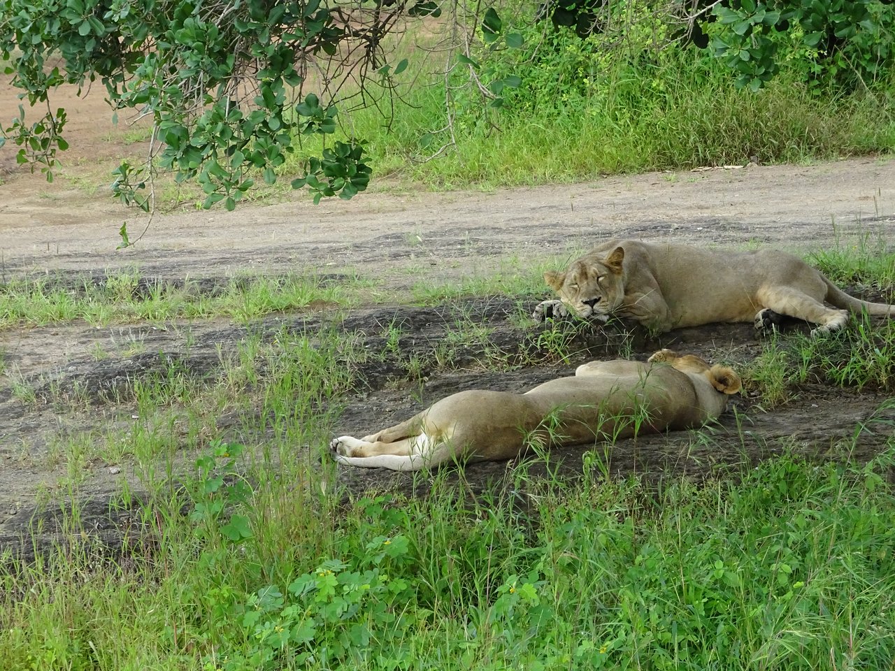Devalia Safari Park