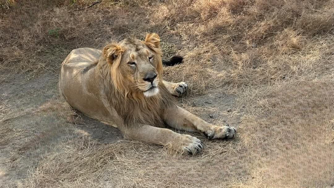 Dhari, Gujarat