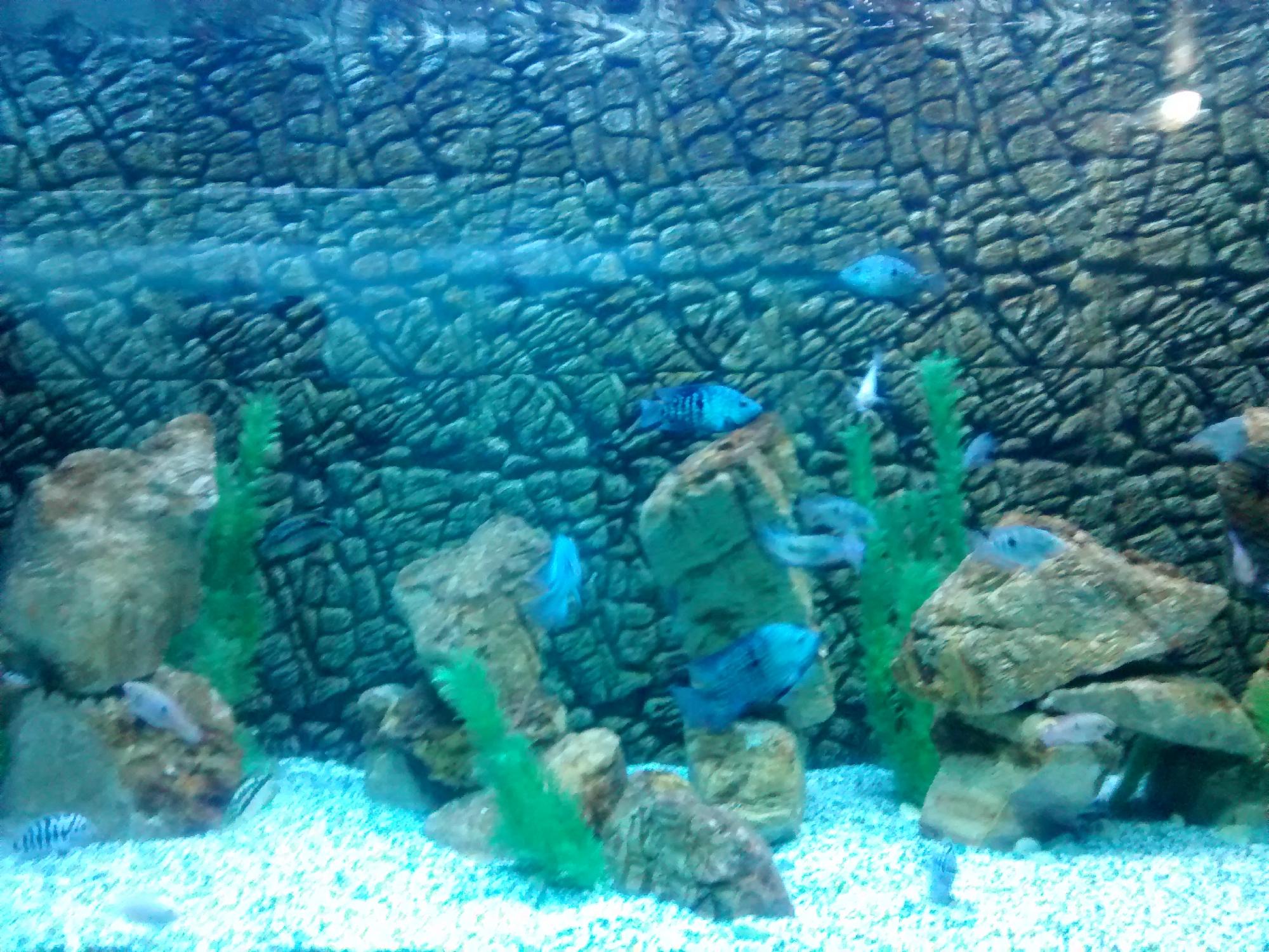 Jagdishchandra Bose Aquarium