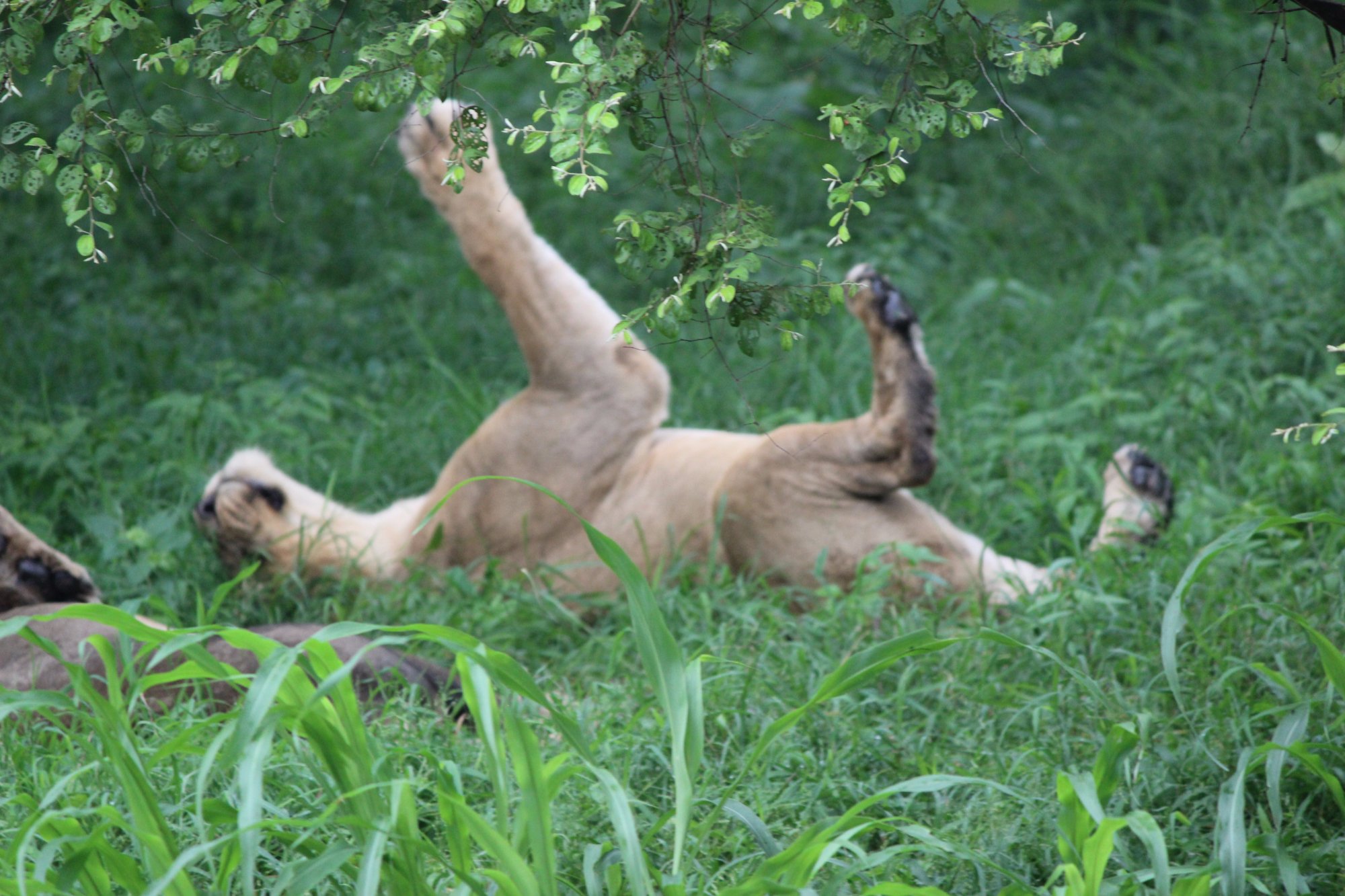 Junagadh Zoo