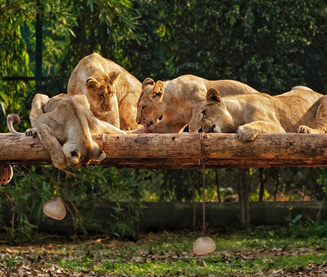 Sardar Patel Zoological Park
