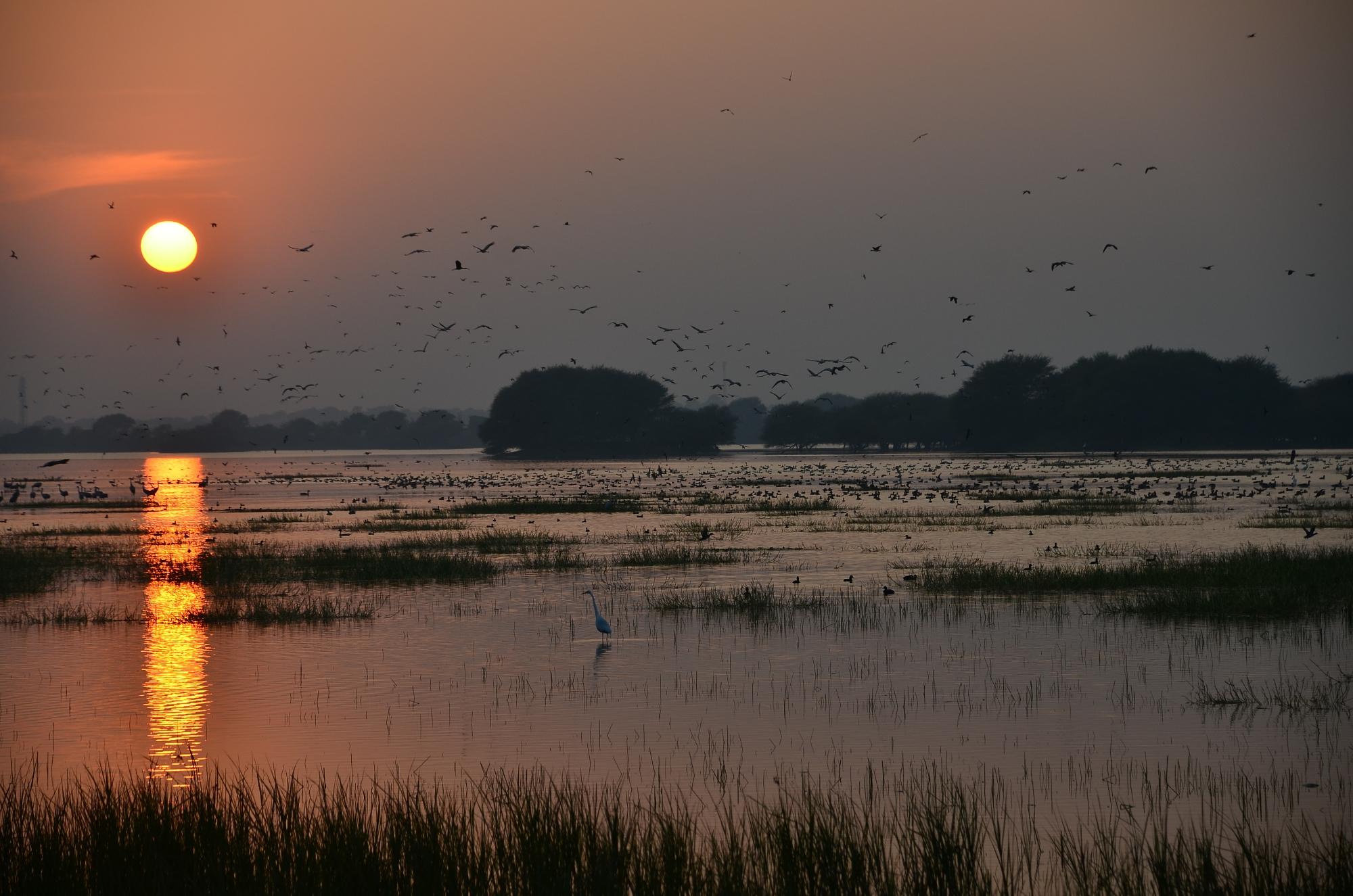 Thol Bird Sanctuary