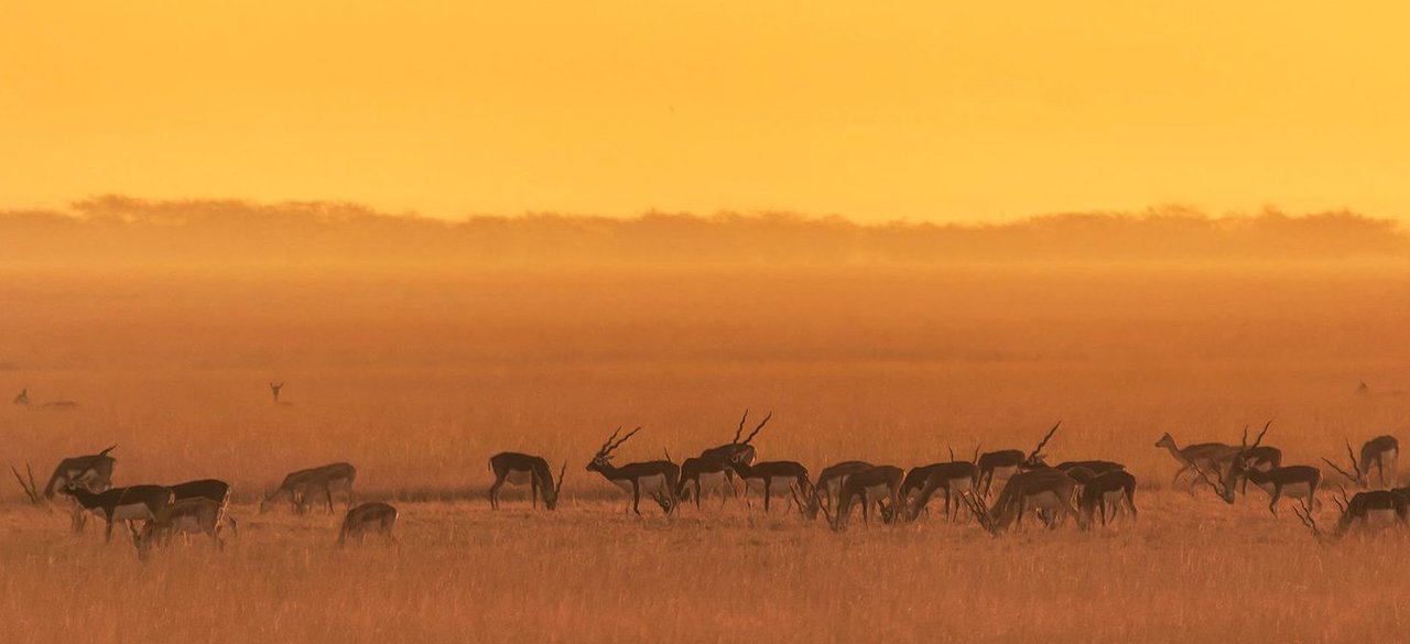 Velavadar National Park
