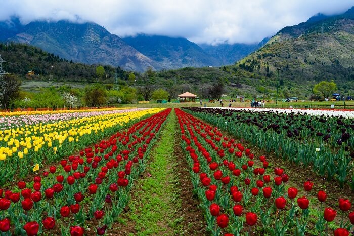Morning at Indira Gandhi Tulip Garden