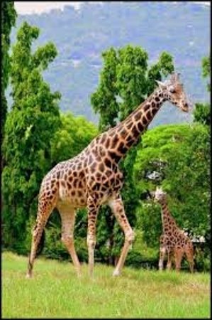 Mysore Zoo