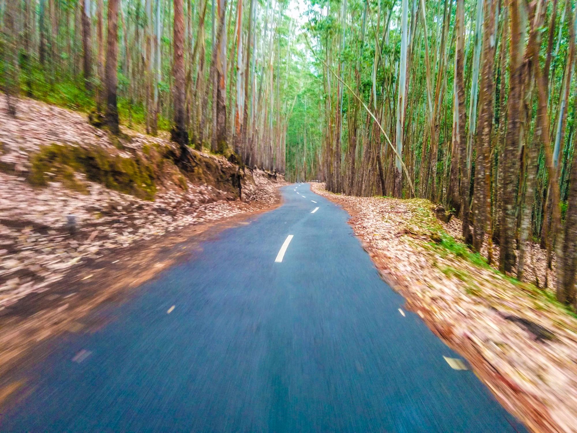 Anamudi Shola National Park