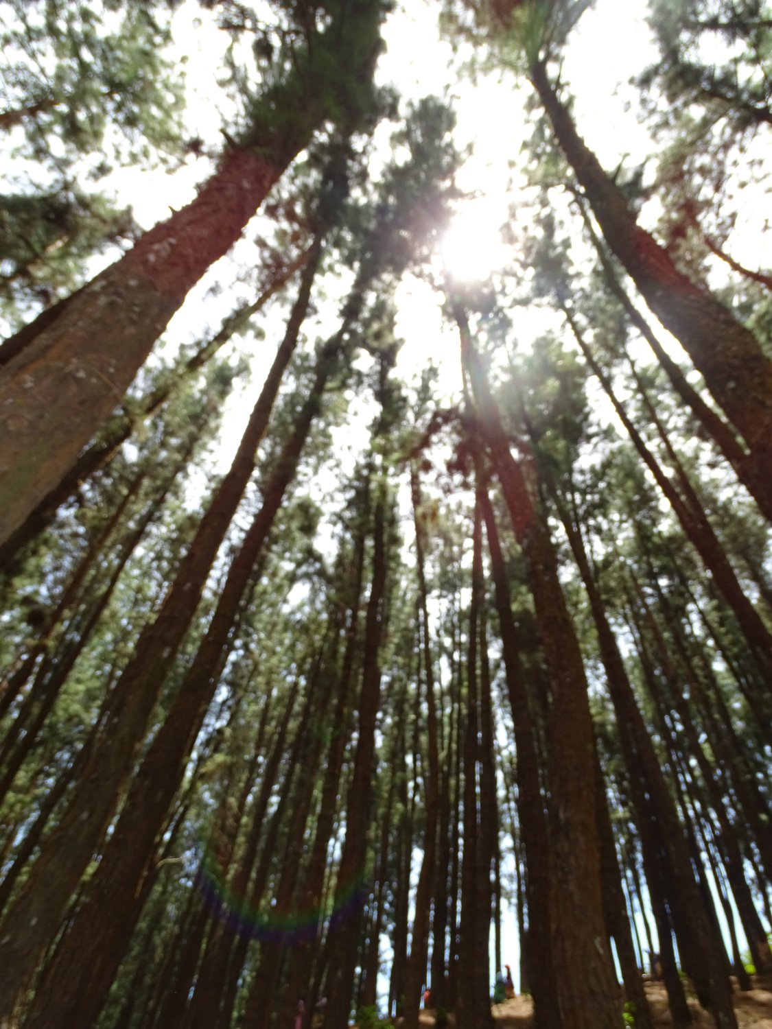 Pine Forest in Kerala
