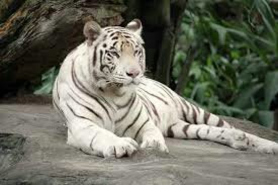 Jaipur Zoo