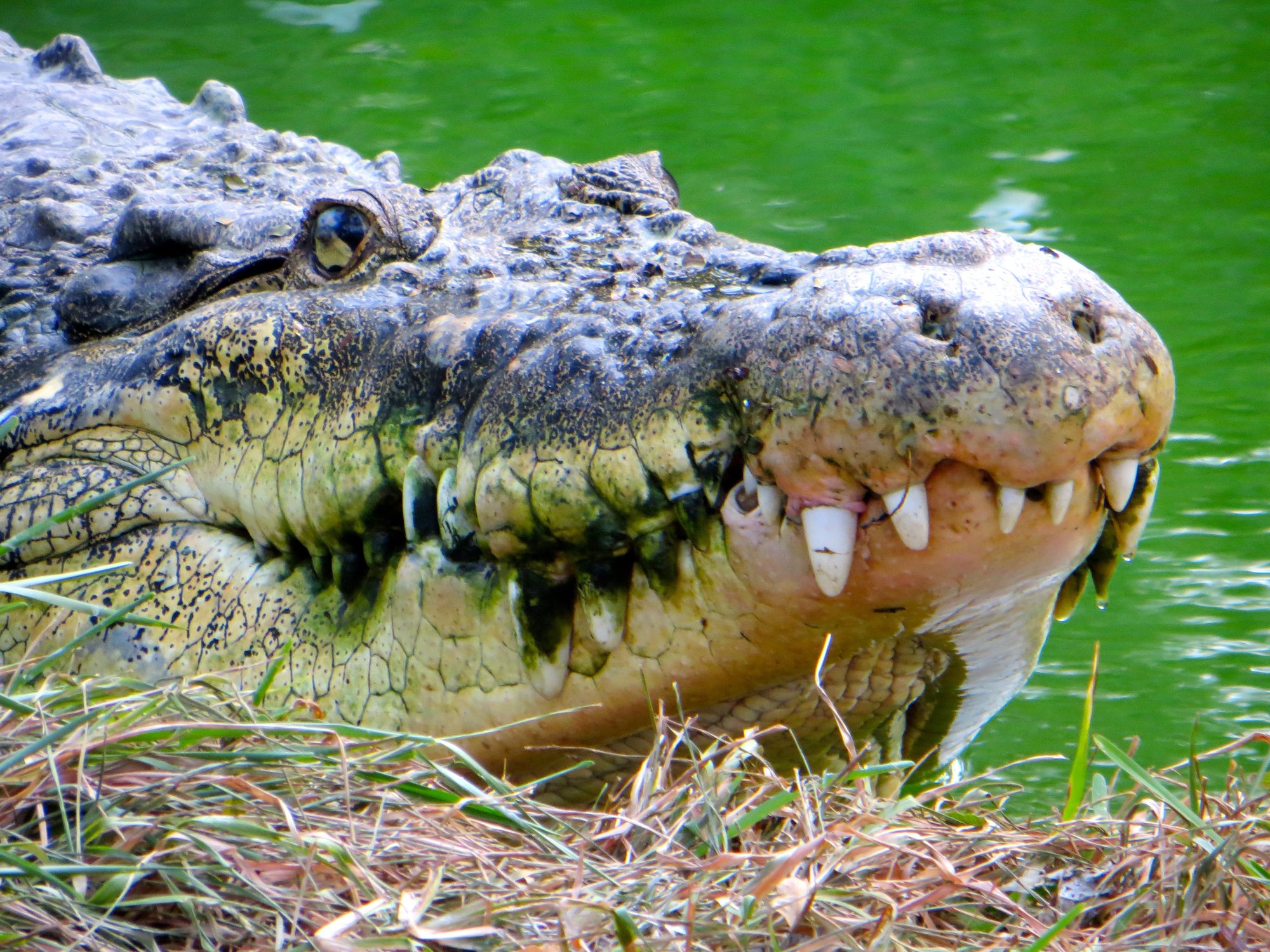 Crocodile Bank