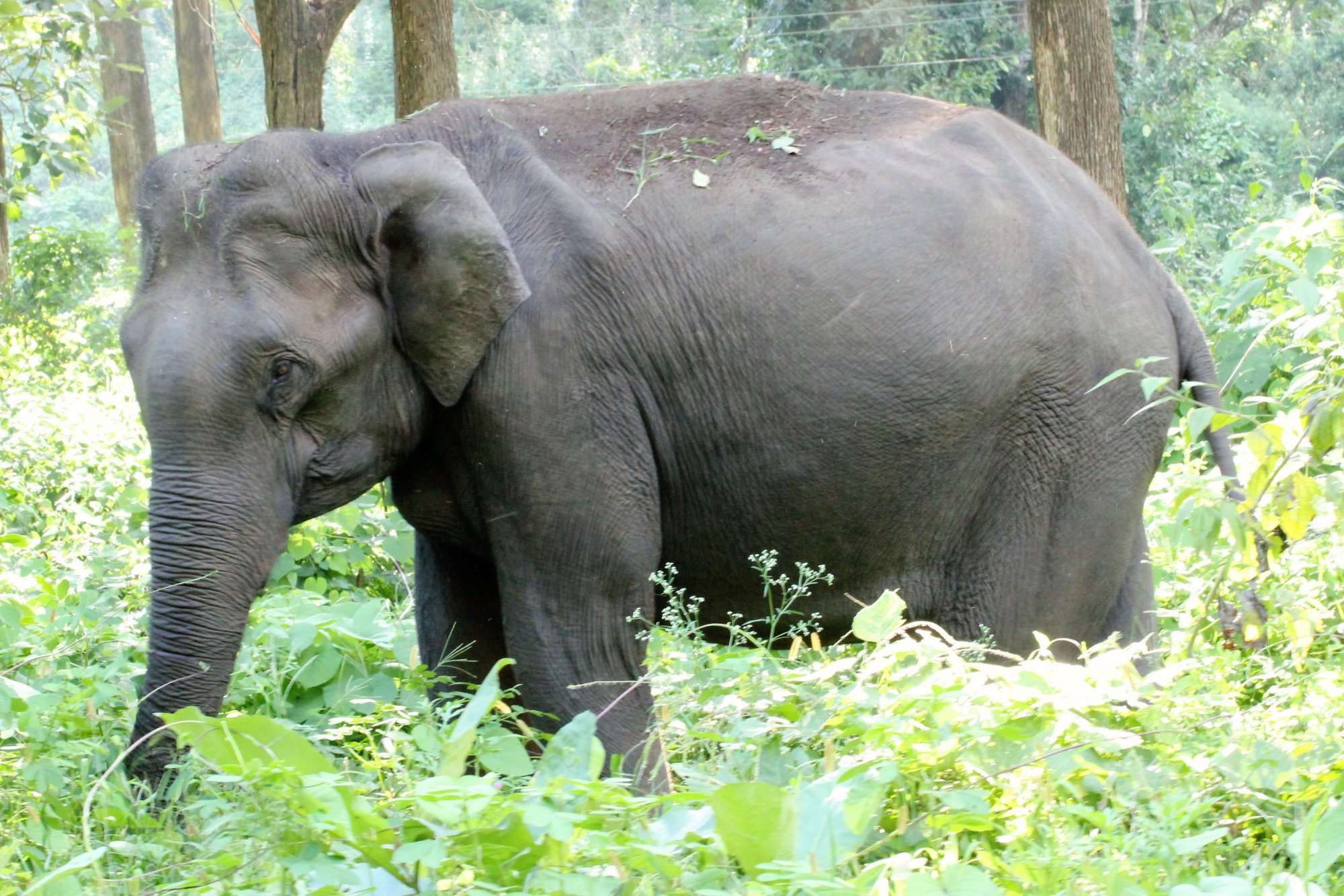 Elephant Junction