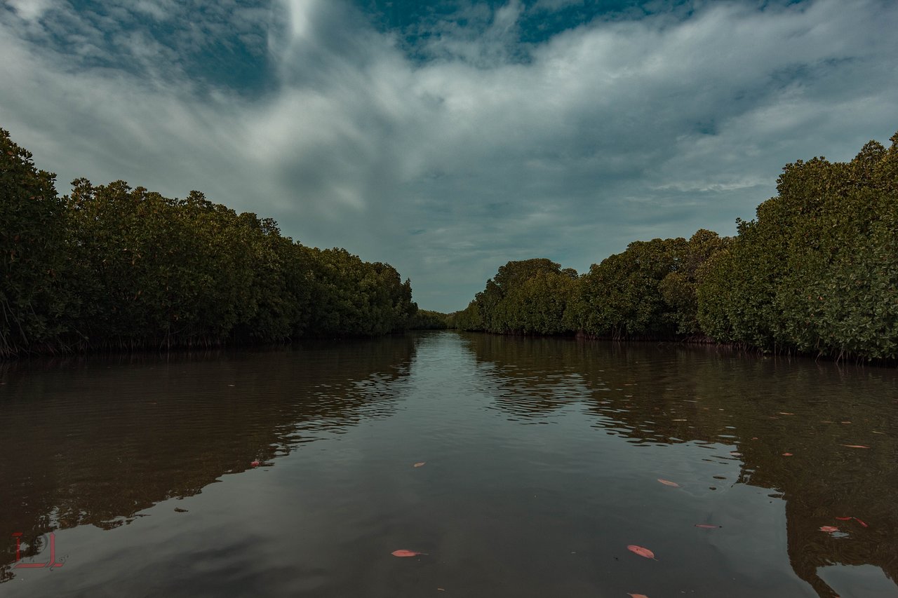 Pichavaram Mangrove Forest