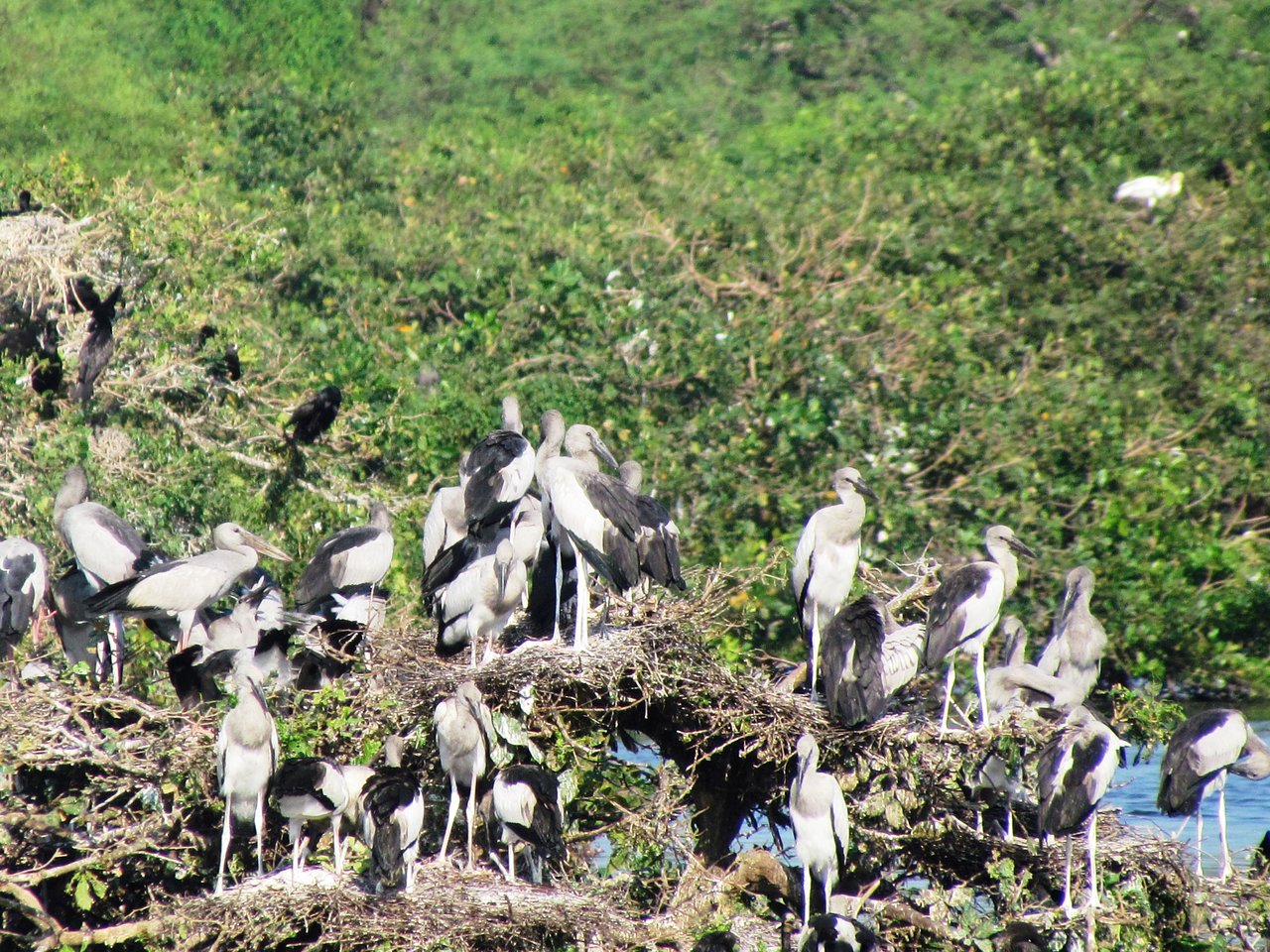 Vedanthangal Bird Sanctuary