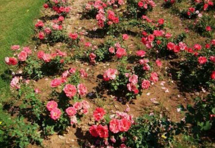 Chandigarh Rose Garden