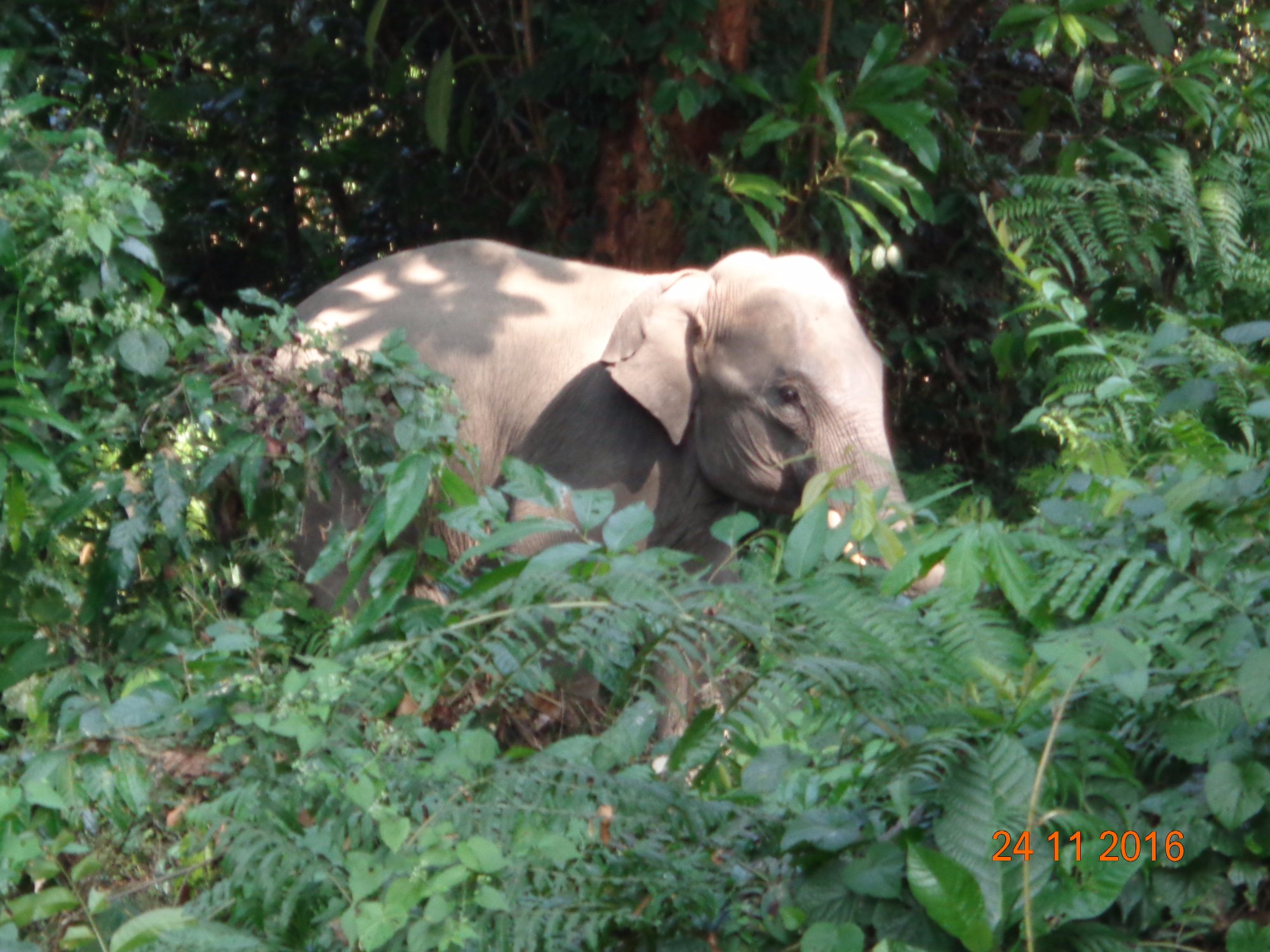 Chilapata Forest