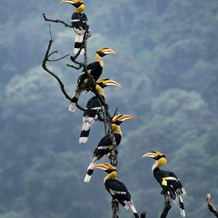 Jorpokhri Wildlife Sanctuary