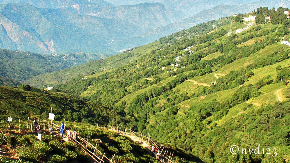 Nuxalbari Tea Garden